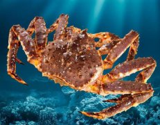 盡管供應(yīng)萎縮,但冷凍雪蟹和帝王蟹在美國(guó)和亞洲的銷(xiāo)售仍然強(qiáng)勁！